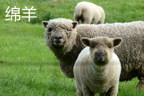 山羊的母羊有没有角,大部分母山羊均有细小的角