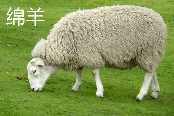 山羊的母羊有没有角,大部分母山羊均有细小的角