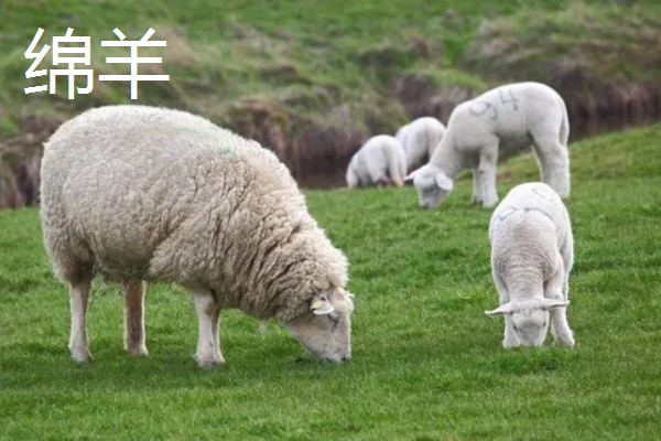 山羊的母羊有没有角,大部分母山羊均有细小的角