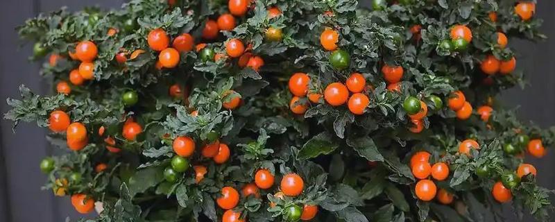 四季果的养殖方法，选择微酸性土壤种植为佳