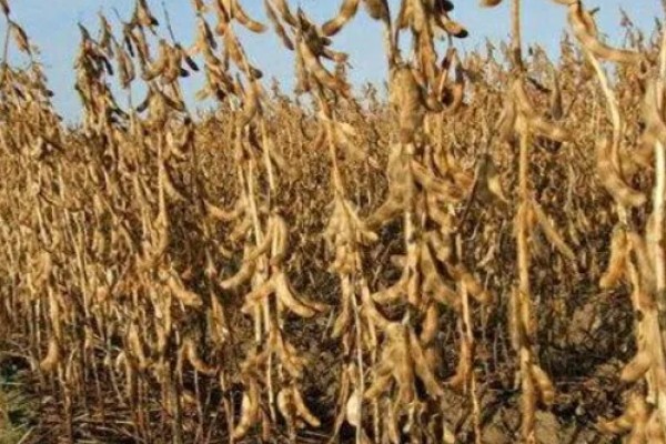 大豆的亩产量，平均产量在100-150公斤左右