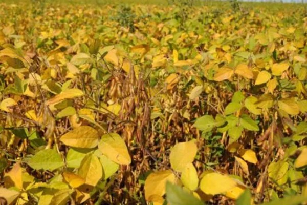 大豆的亩产量，平均产量在100-150公斤左右