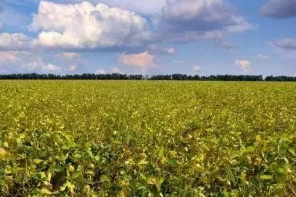 大豆的亩产量，平均产量在100-150公斤左右