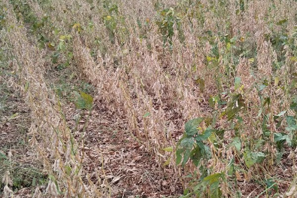 大豆的亩产量，平均产量在100-150公斤左右