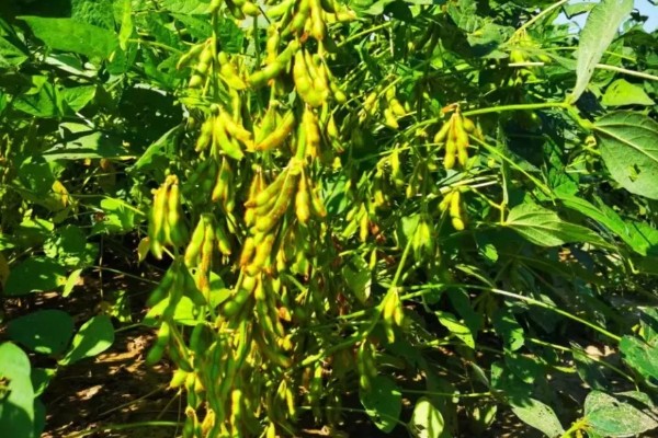 大豆的亩产量，平均产量在100-150公斤左右