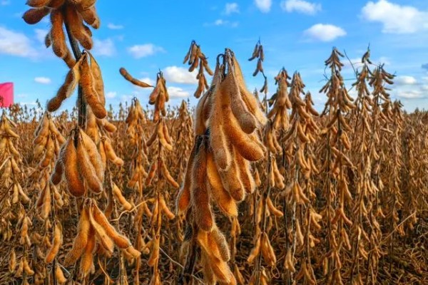 大豆的亩产量，平均产量在100-150公斤左右