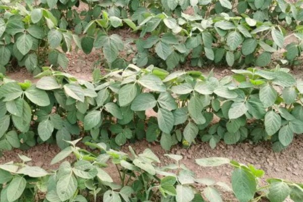 大豆的亩产量，平均产量在100-150公斤左右