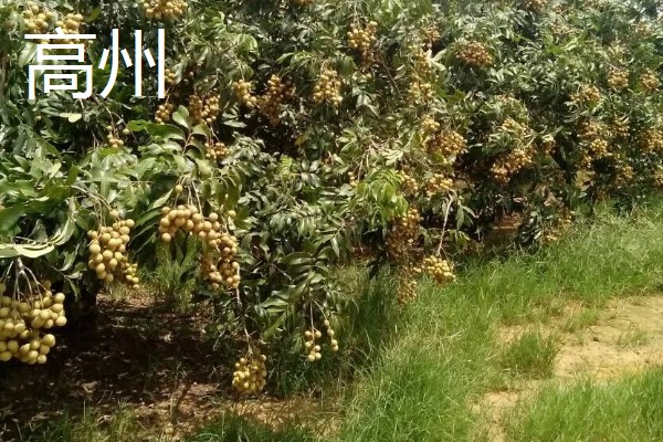 中国龙眼之乡在什么地方,在高州、石硖和博白