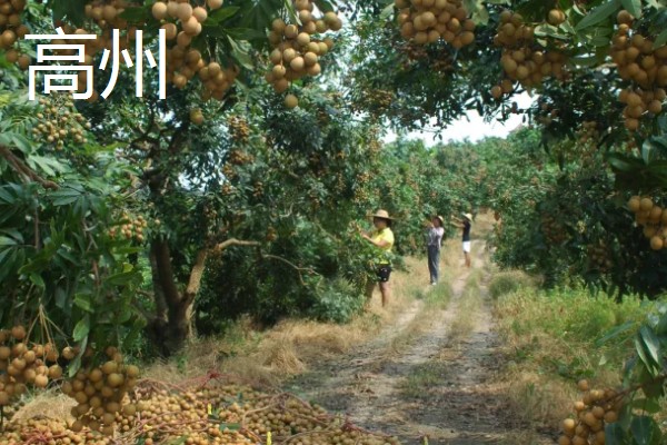 中国龙眼之乡在什么地方,在高州、石硖和博白