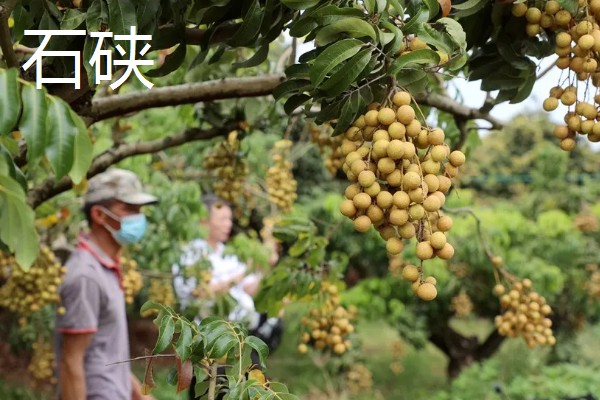 中国龙眼之乡在什么地方,在高州、石硖和博白