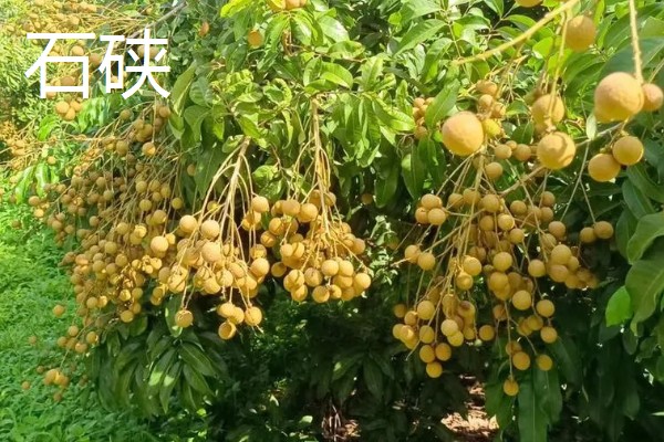 中国龙眼之乡在什么地方,在高州、石硖和博白