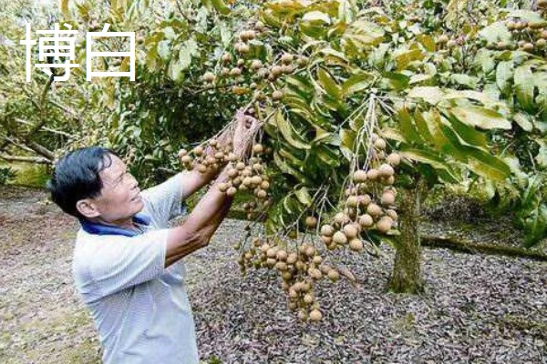 中国龙眼之乡在什么地方,在高州、石硖和博白