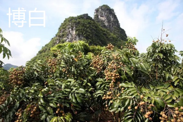 中国龙眼之乡在什么地方,在高州、石硖和博白