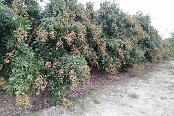 中国龙眼之乡在什么地方,在高州、石硖和博白