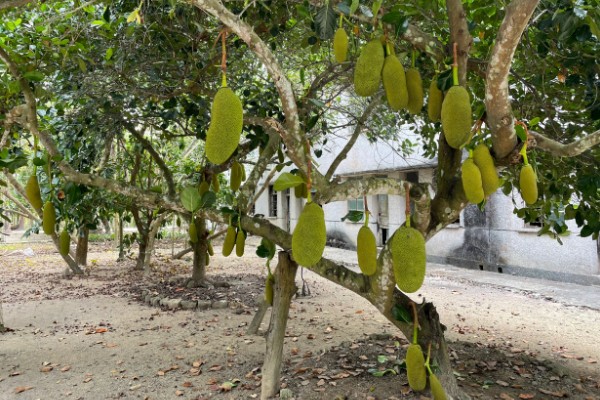 菠萝蜜适合种在什么土壤中,以疏松肥沃的微酸性土壤或砂土为宜