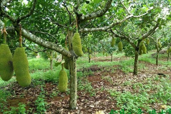 菠萝蜜适合种在什么土壤中,以疏松肥沃的微酸性土壤或砂土为宜