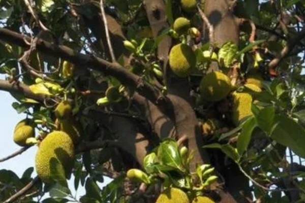 菠萝蜜适合种在什么土壤中,以疏松肥沃的微酸性土壤或砂土为宜