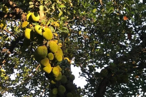 菠萝蜜适合种在什么土壤中,以疏松肥沃的微酸性土壤或砂土为宜