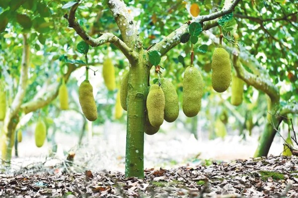 菠萝蜜适合种在什么土壤中,以疏松肥沃的微酸性土壤或砂土为宜