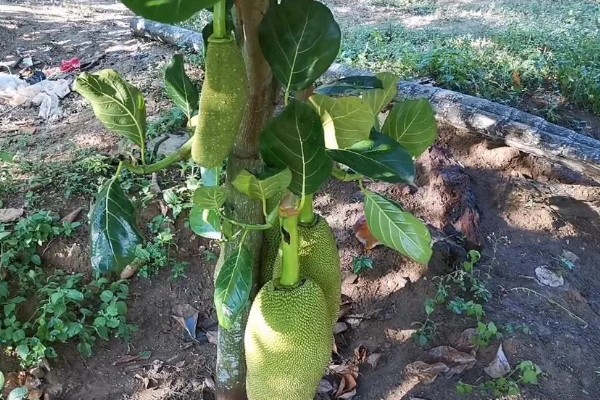 菠萝蜜适合种在什么土壤中,以疏松肥沃的微酸性土壤或砂土为宜