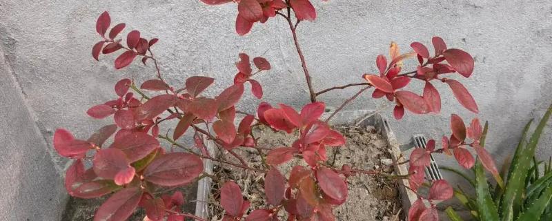 蓝莓叶子上有红色斑点怎么防治，及时剪掉病叶