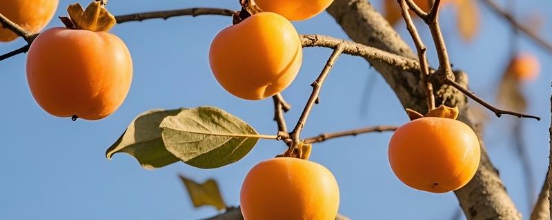 柿子有什么种类，常见鸡心黄柿子、镜面柿等品种