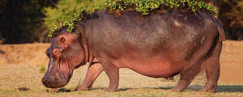 河马生活在哪里，很多时候都是待在水中的