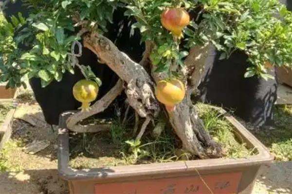 盆栽石榴如何养殖,通常3-5天浇水一次