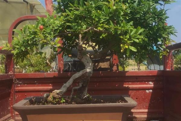 盆栽石榴如何养殖,通常3-5天浇水一次