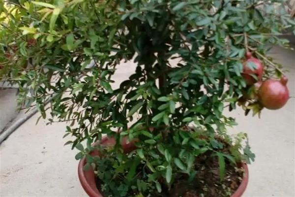 盆栽石榴如何养殖,通常3-5天浇水一次