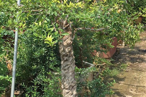 盆栽石榴如何养殖,通常3-5天浇水一次