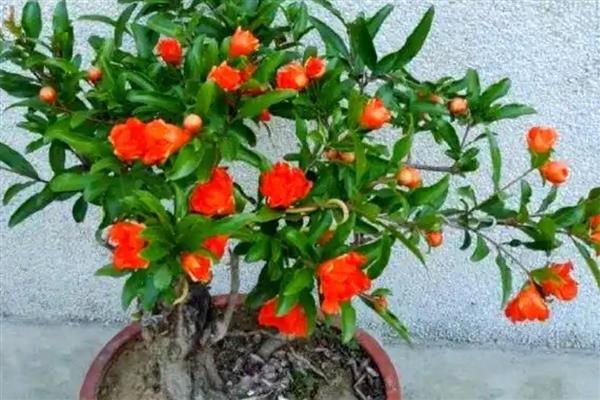 盆栽石榴如何养殖,通常3-5天浇水一次