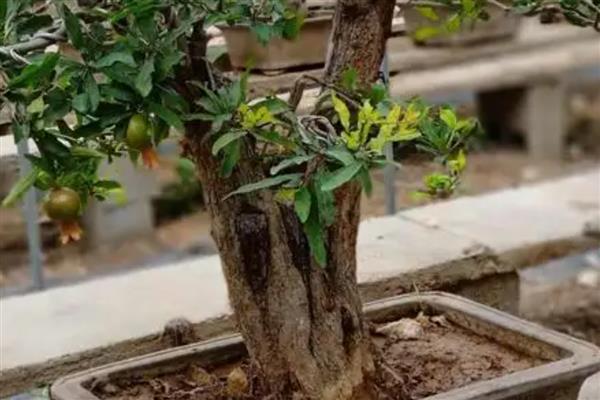 盆栽石榴如何养殖,通常3-5天浇水一次