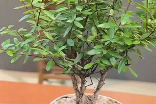 盆栽石榴如何养殖,通常3-5天浇水一次