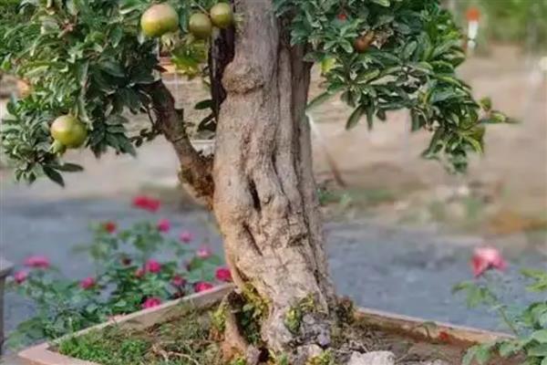 盆栽石榴如何养殖,通常3-5天浇水一次