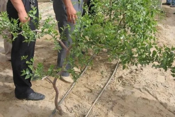 枣树怎么修剪,幼树期于50-60cm处定干