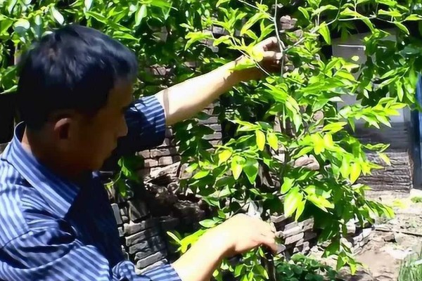 枣树怎么修剪,幼树期于50-60cm处定干