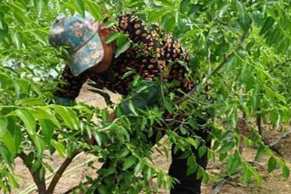 枣树怎么修剪,幼树期于50-60cm处定干