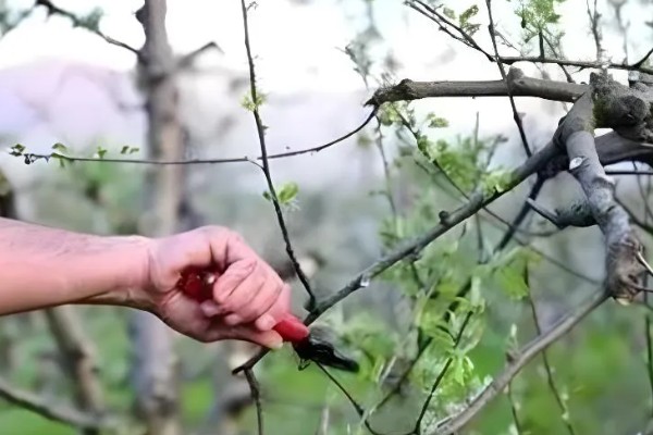 枣树怎么修剪,幼树期于50-60cm处定干