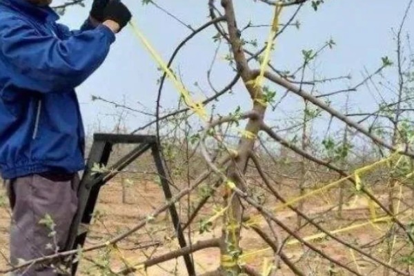 枣树怎么修剪,幼树期于50-60cm处定干