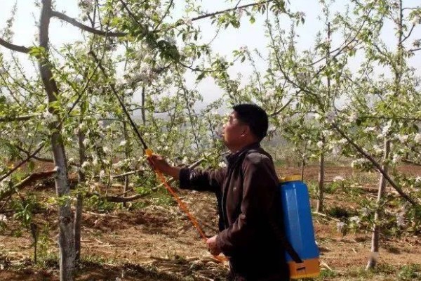 枣树怎么修剪,幼树期于50-60cm处定干
