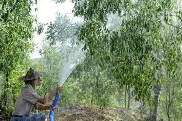 枣树怎么修剪,幼树期于50-60cm处定干