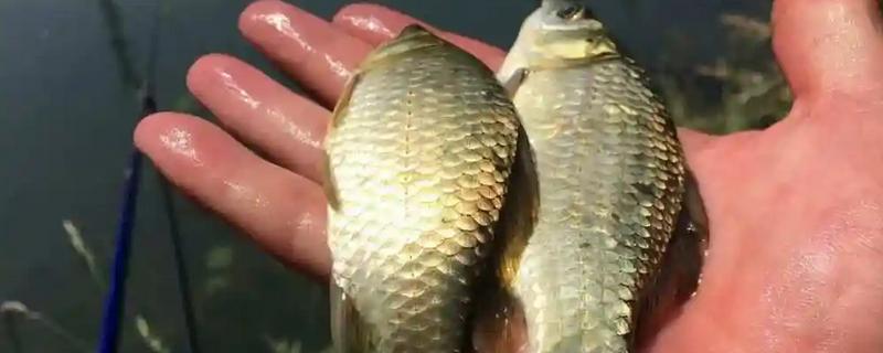 野钓鲫鱼用什么饵料，蚯蚓、红虫、野战蓝鲫等鱼饵都是适宜选择