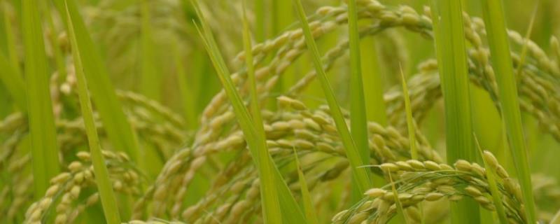 水稻出现黑色籽粒的原因，可能是发育差、氮肥过量等因素所致