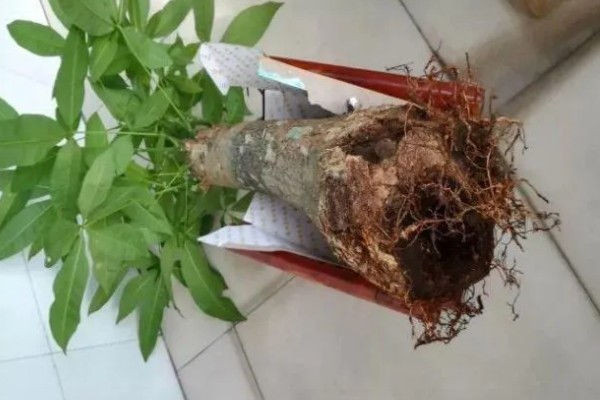 发财树死了如何救活，要立刻对植株进行换土