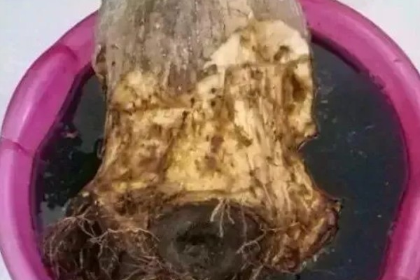 发财树死了如何救活，要立刻对植株进行换土