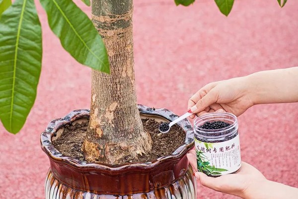 发财树死了如何救活，要立刻对植株进行换土