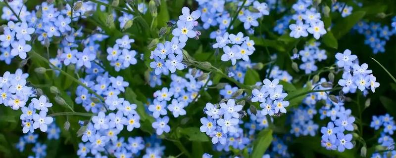 勿忘我能晒太阳吗，可以晒太阳