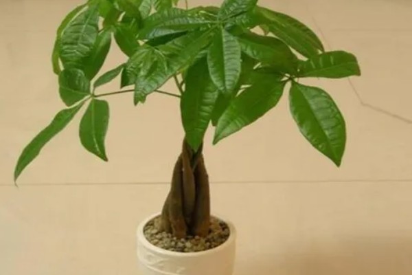 发财树死了如何救活，要立刻对植株进行换土