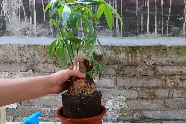 发财树死了如何救活，要立刻对植株进行换土